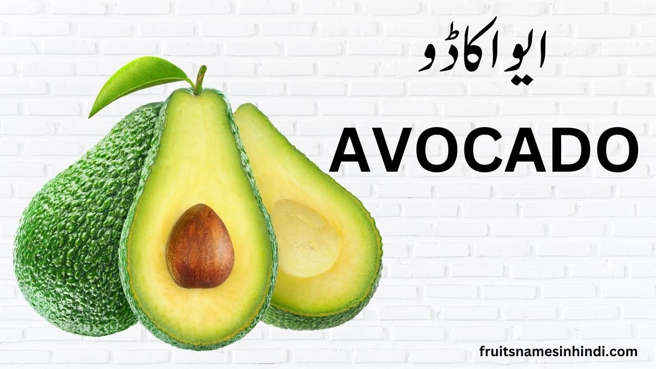 avocado in urdu