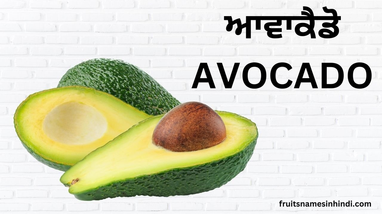 avocado name in punjabi