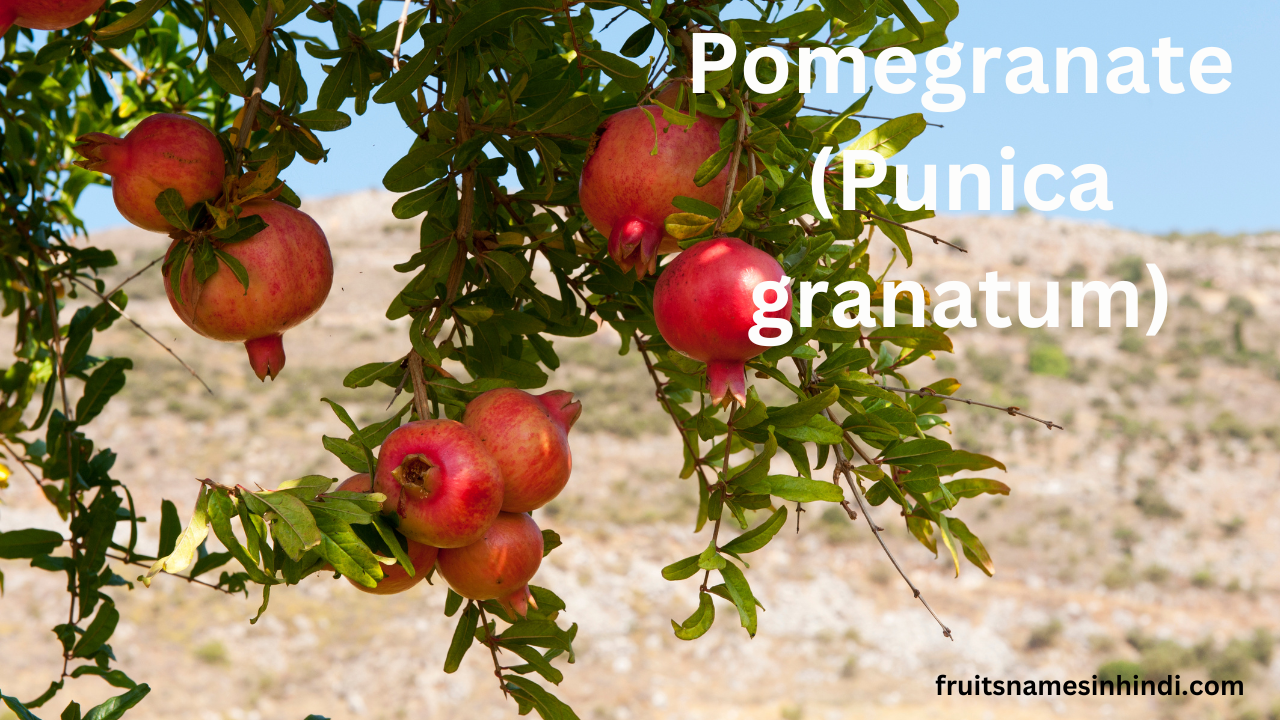 10 scientific names of fruits