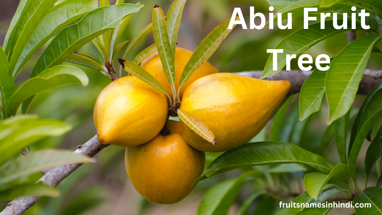 Abiu Fruit In Hindi Benefits