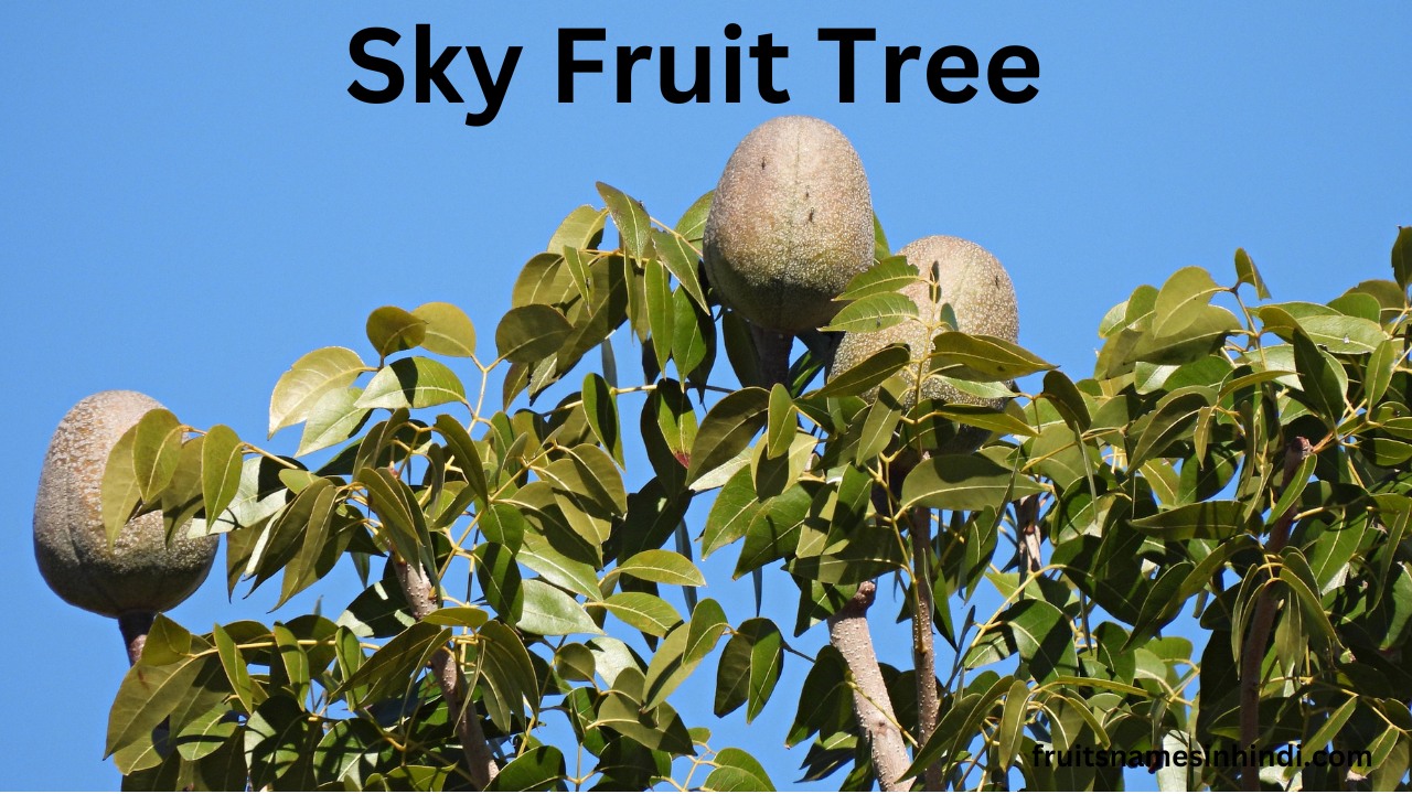 Sky Fruit Tree