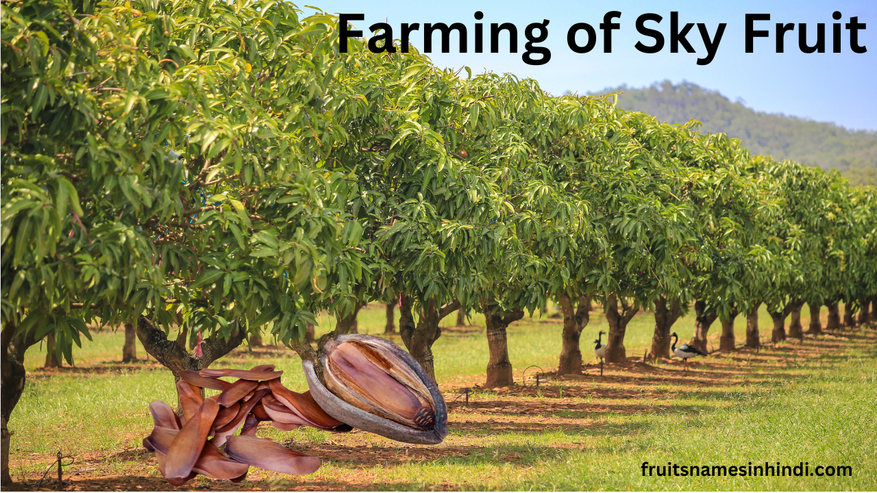 Sky Fruit In Hindi Online