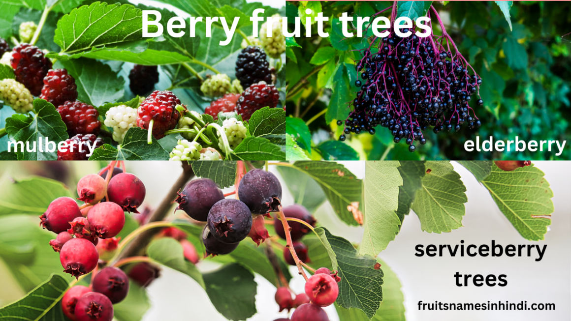 Names of Fruit Trees Hindi With Pictures