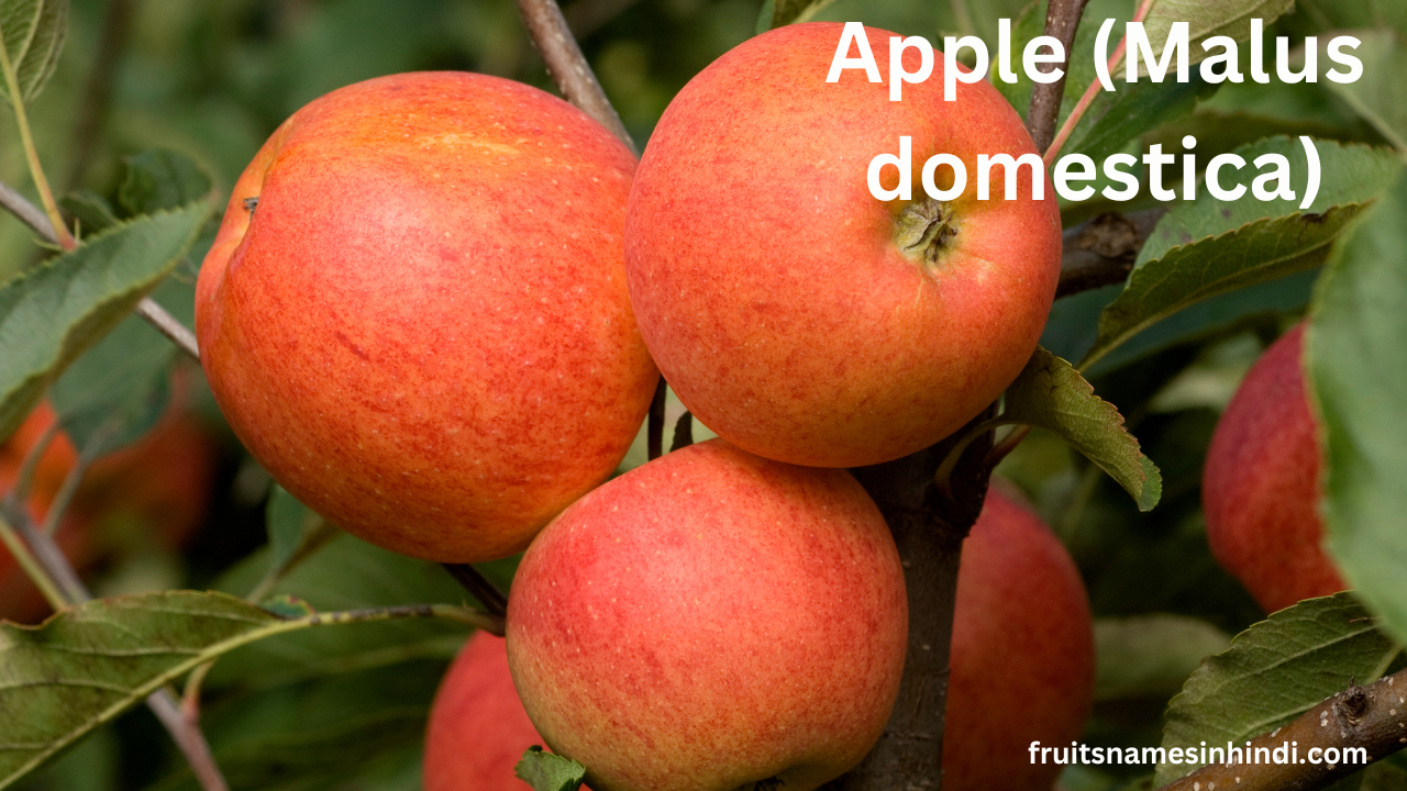 Scientific names of fruits pdf