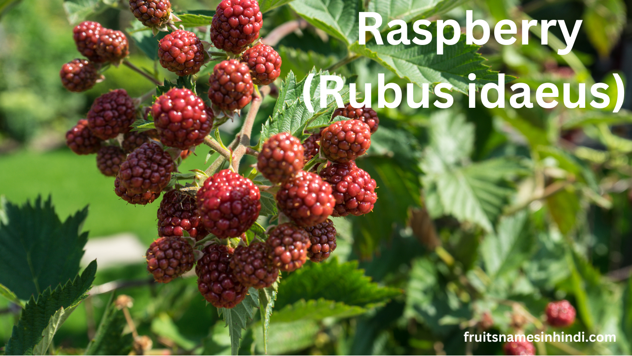 Scientific names of fruits with pictures