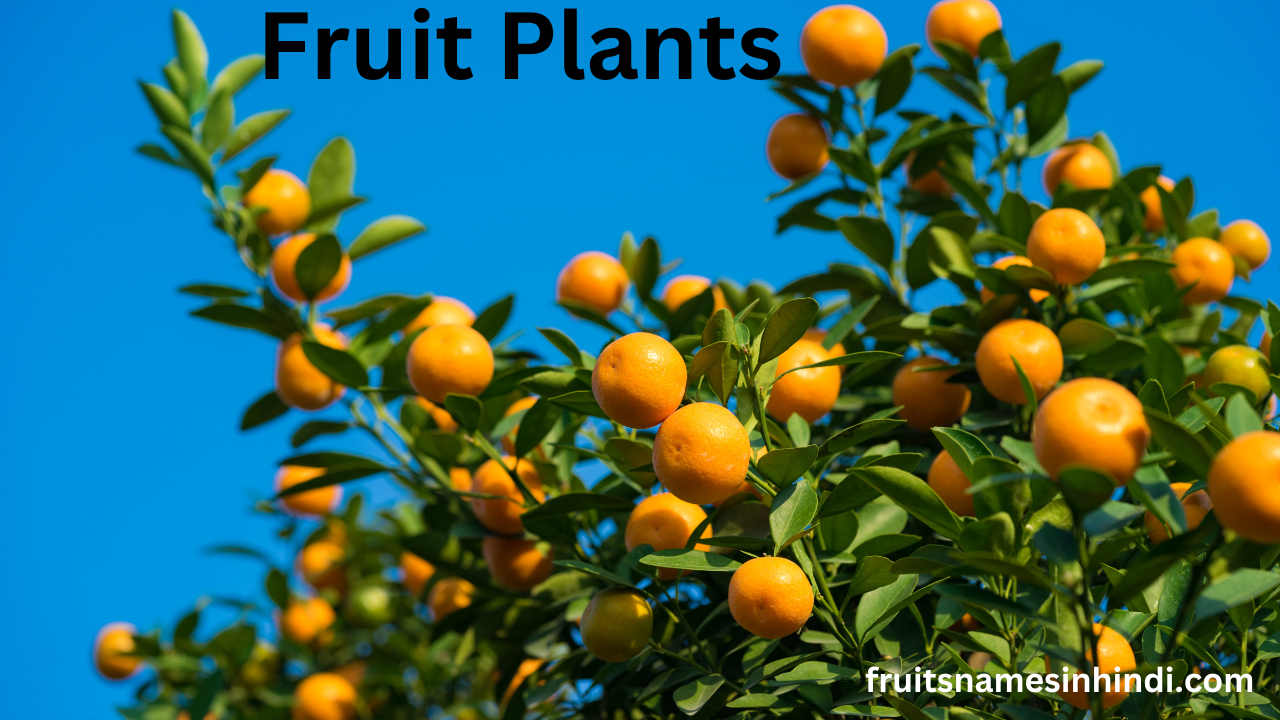 Types Of Fruit Plants In Hindi