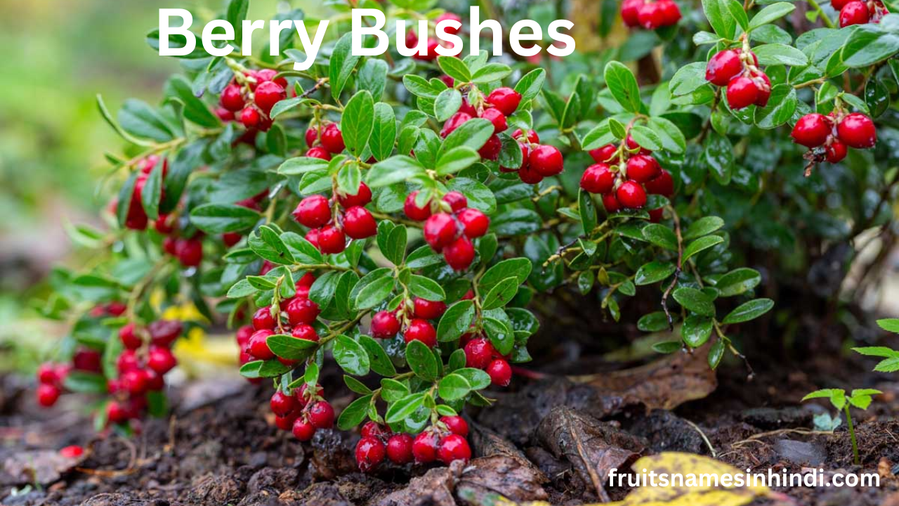 Fruit Plants In Hindi Online