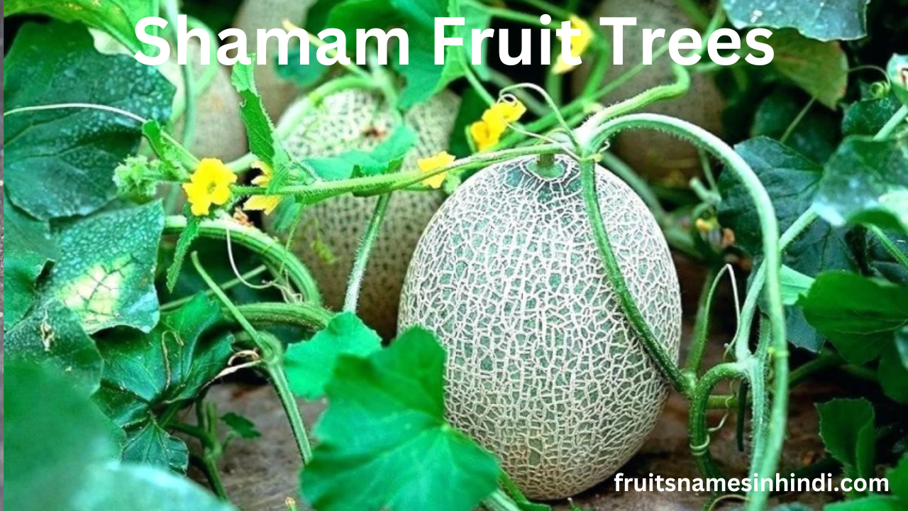 Shamam fruit benefits