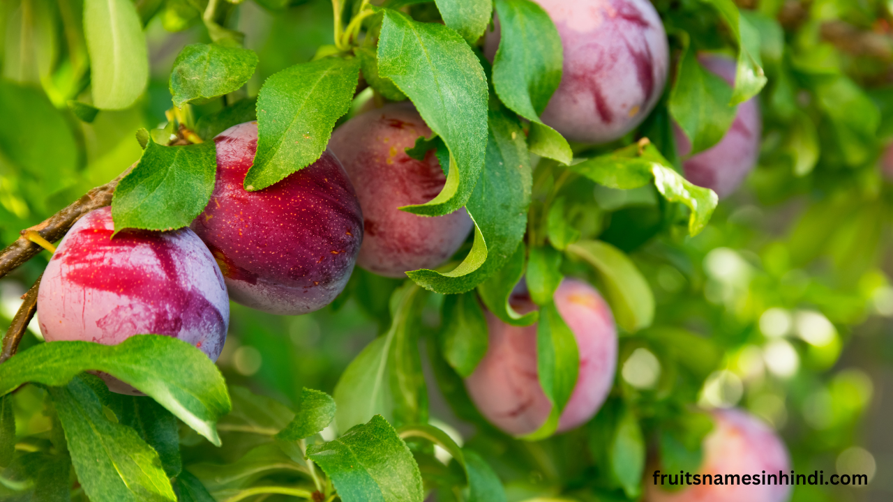 Aloo Bukhara Fruit