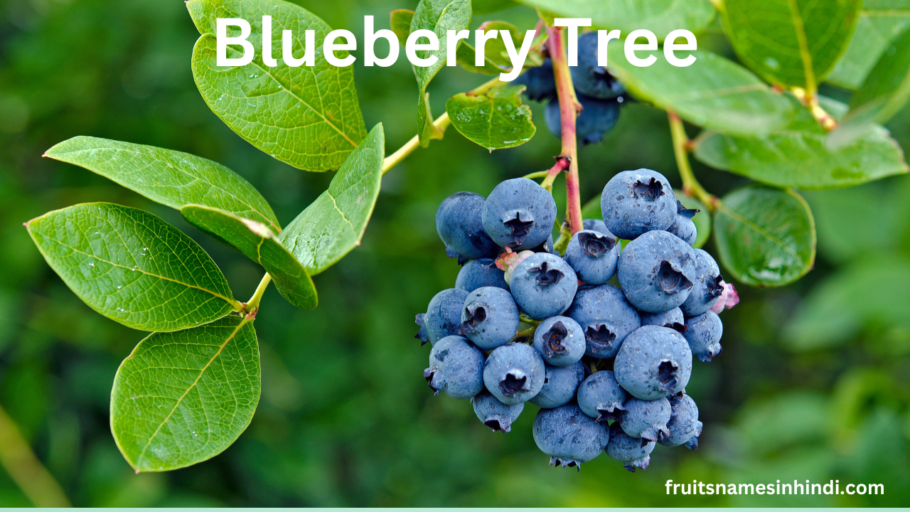 Blueberry Fruit In Tamil In Hindi Online