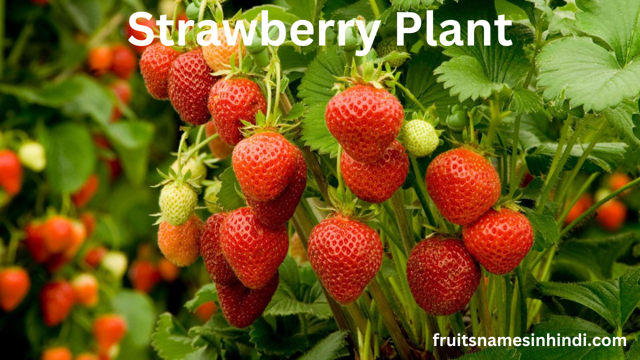 Best Fruit Plants For Home Garden India
