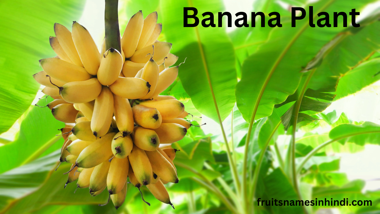 Fruit Plants In Hindi Name