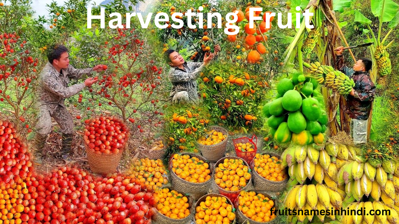 Dragon Fruit Plants
