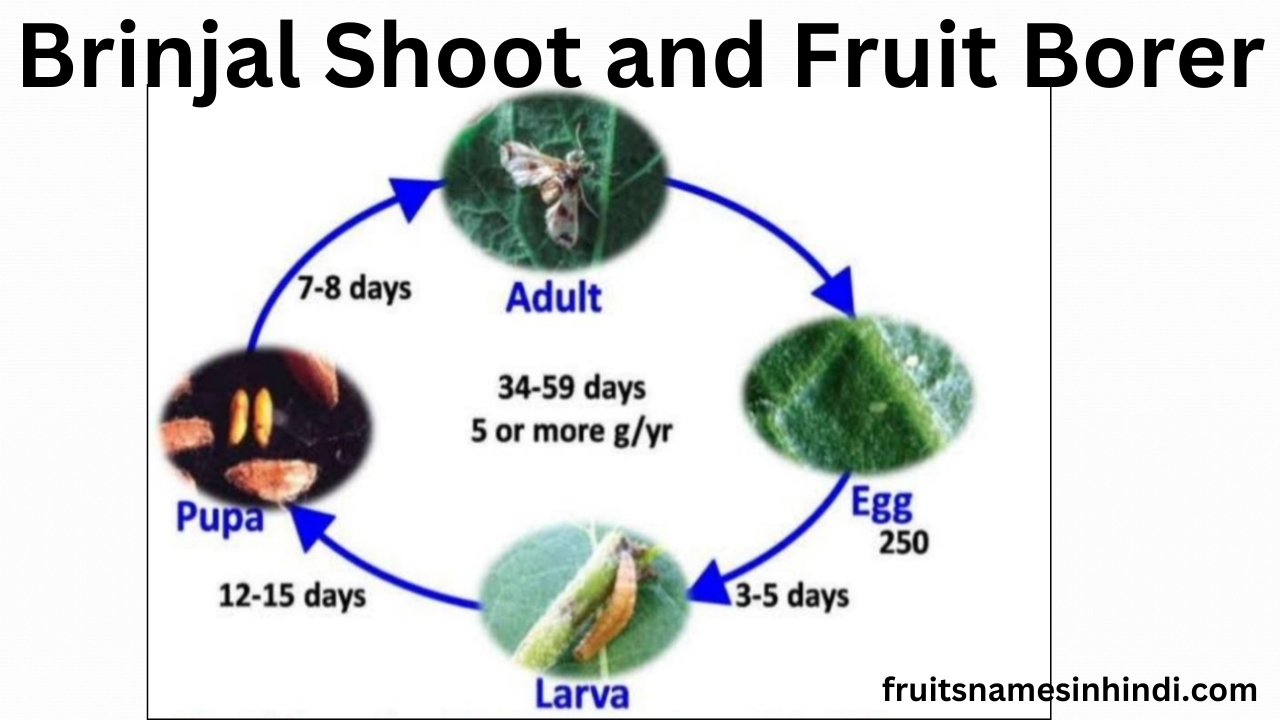 Brinjal Shoot And Fruit Borer In Hindi Treatment