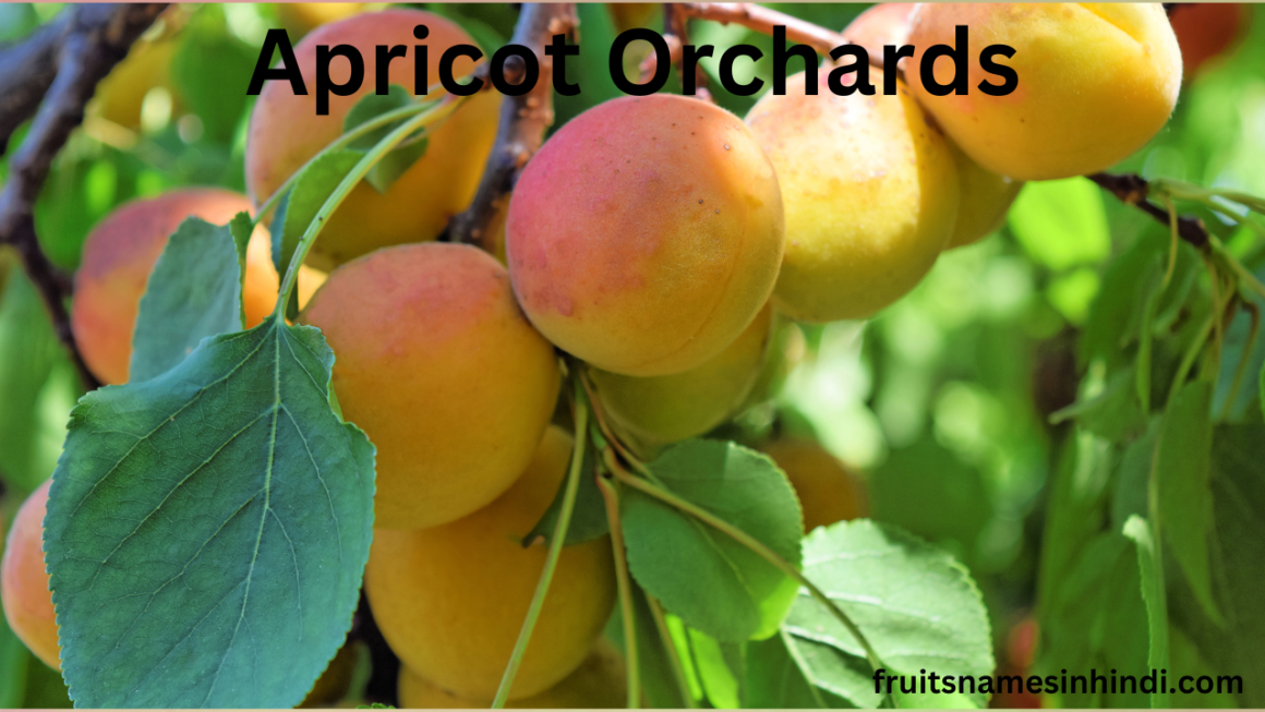 Apricot Dry Fruit