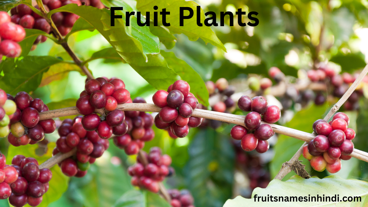 passion fruit plant