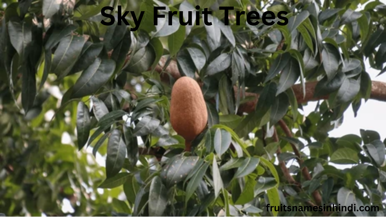 Sky Fruit Tree