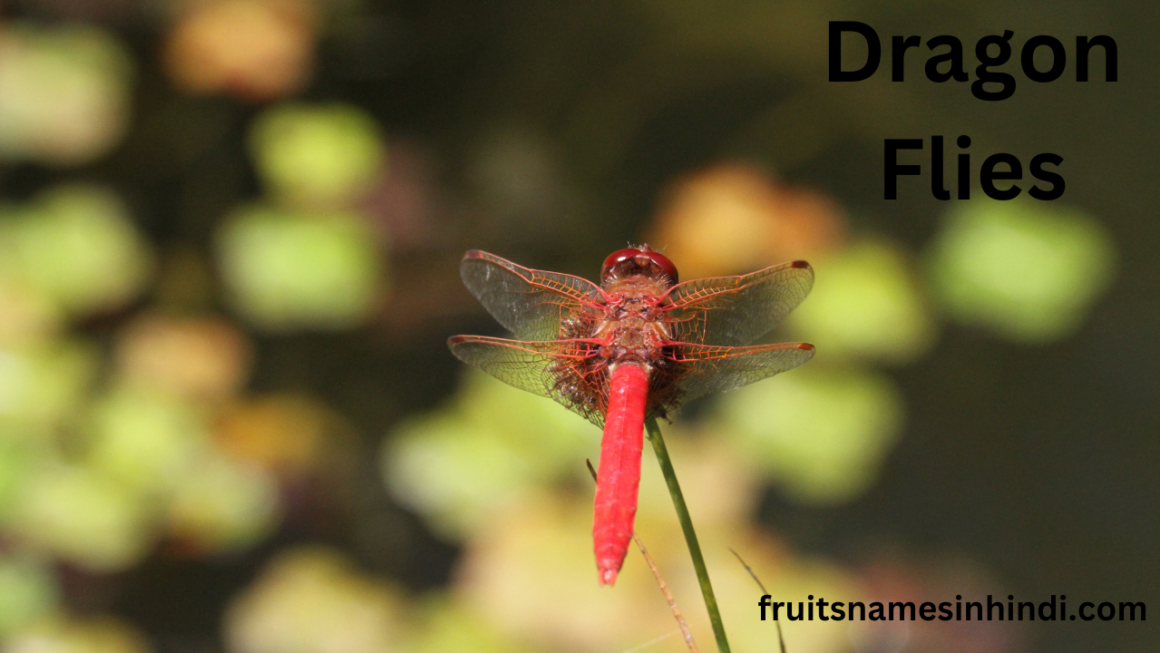 100 Insect Name in Hindi With Pictures