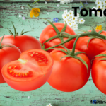 Is Tomato A Fruit Informational 27100 57 0.01 2 Weeks