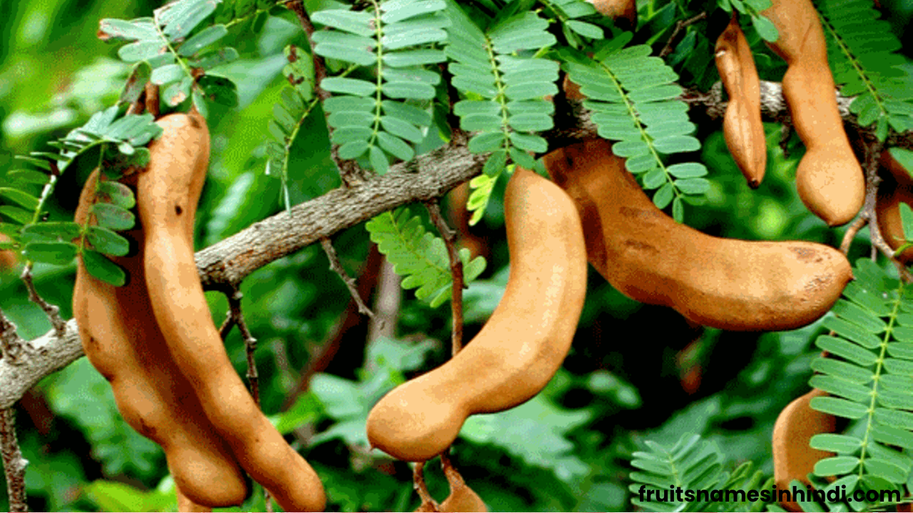 Benefits Of The Tamarind Fruit