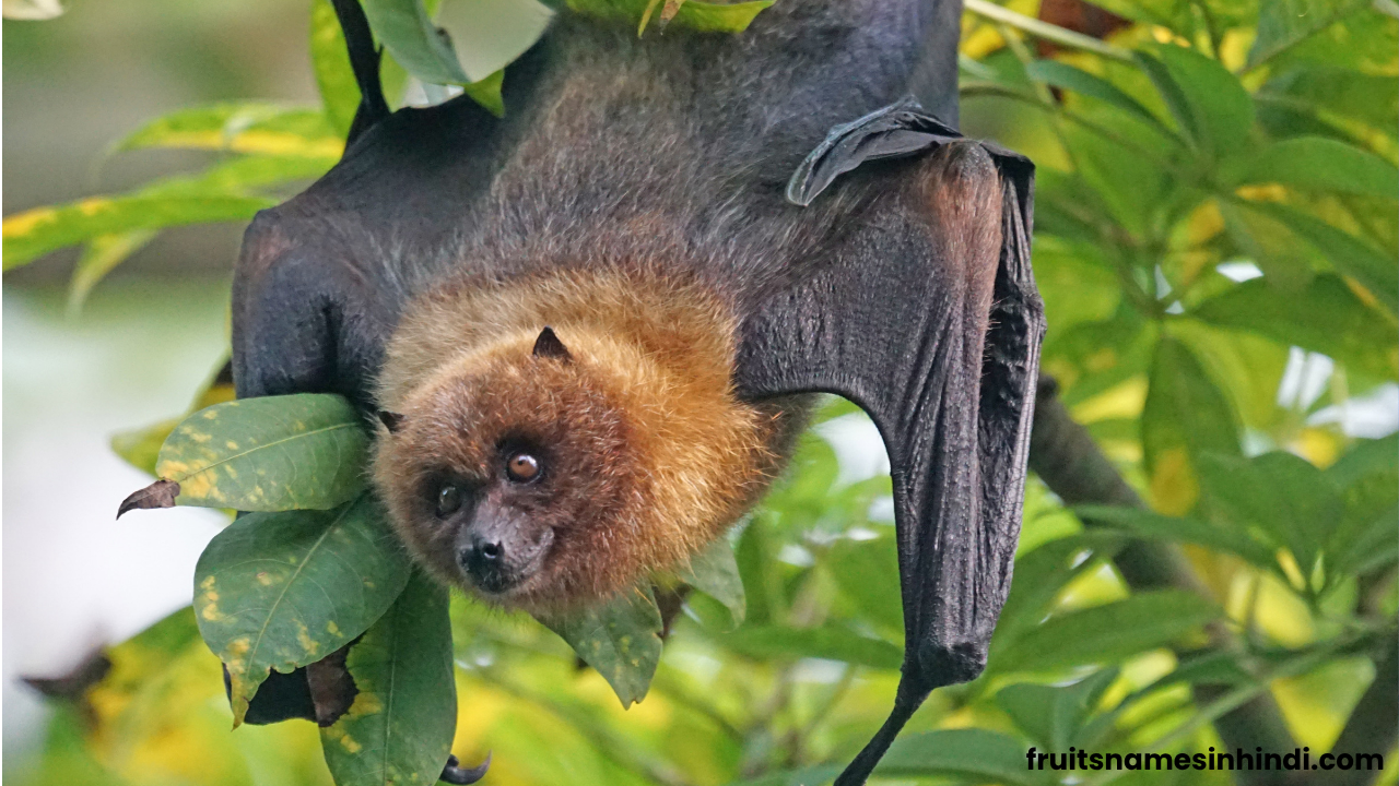 Cute Fruit Bat