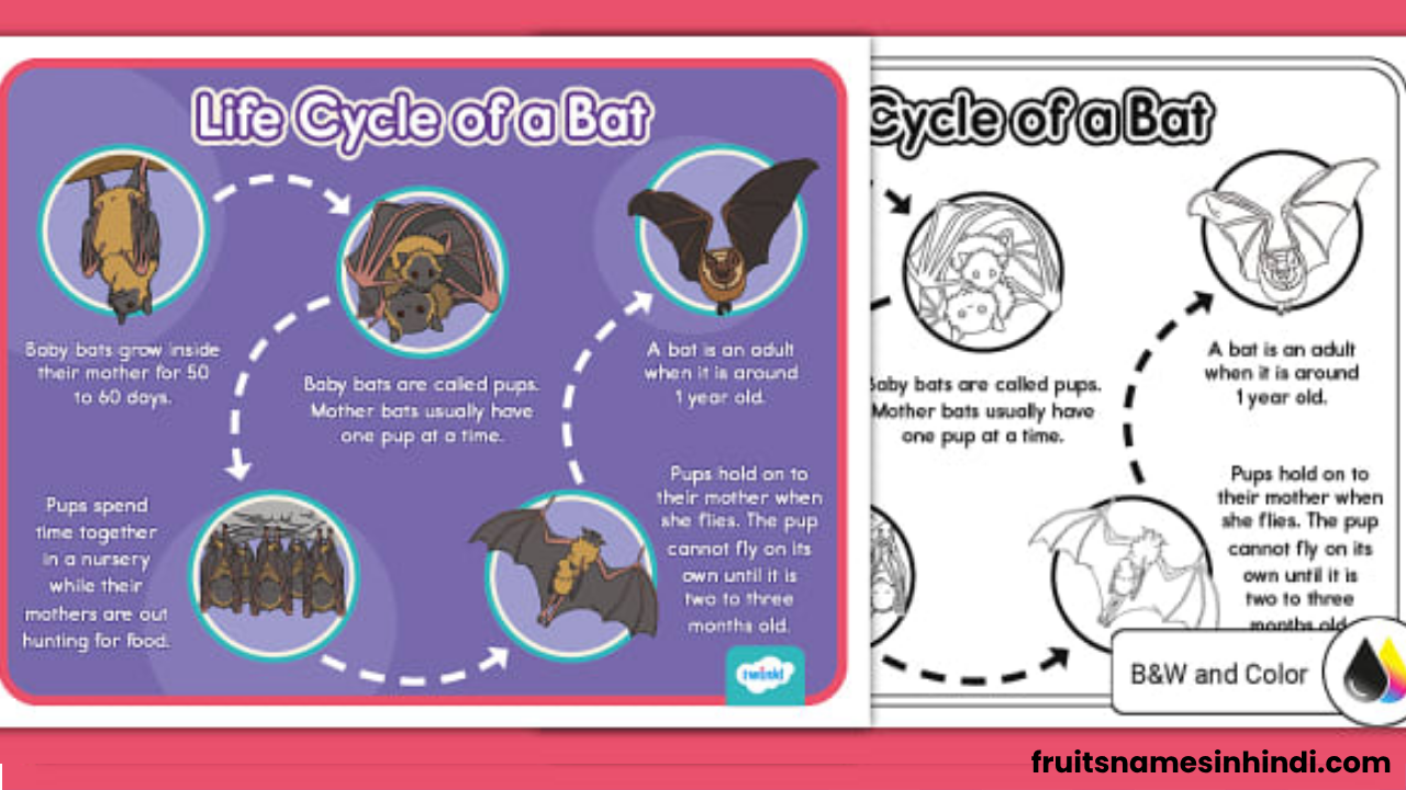Golden Fruit Bat