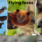 fruit bat