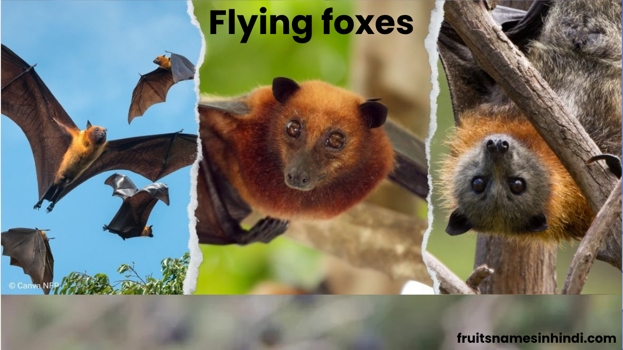 fruit bat