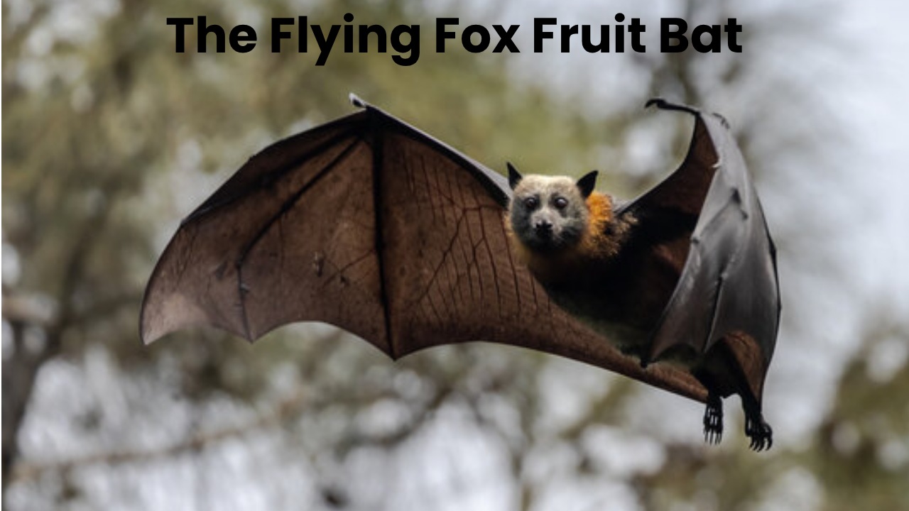 flying fox fruit bat
