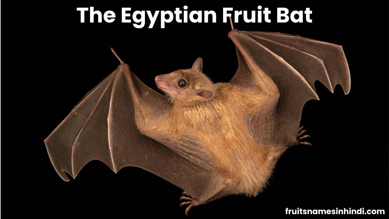 Egyptian fruit bat