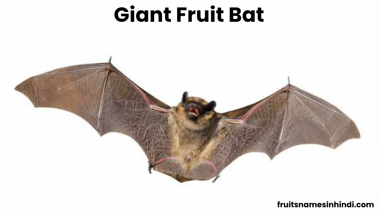 Cute Fruit Bat