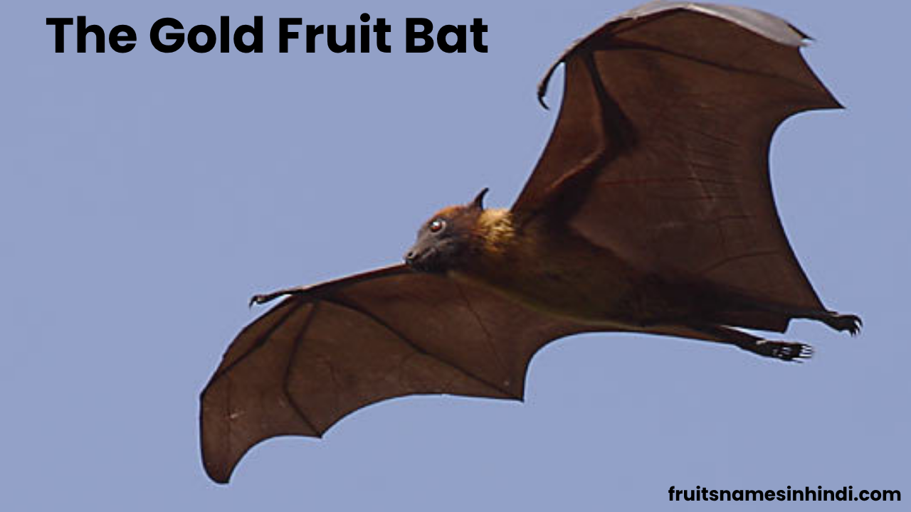 Golden Capped Fruit Bat