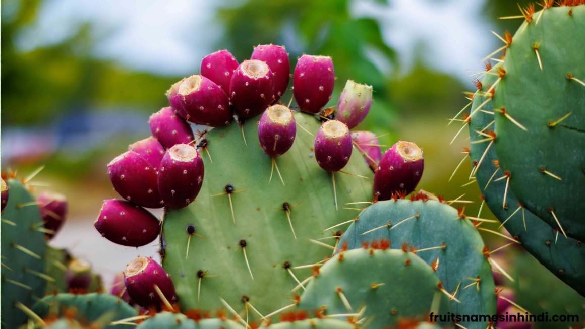 dragon fruit cactus