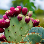 dragon fruit cactus