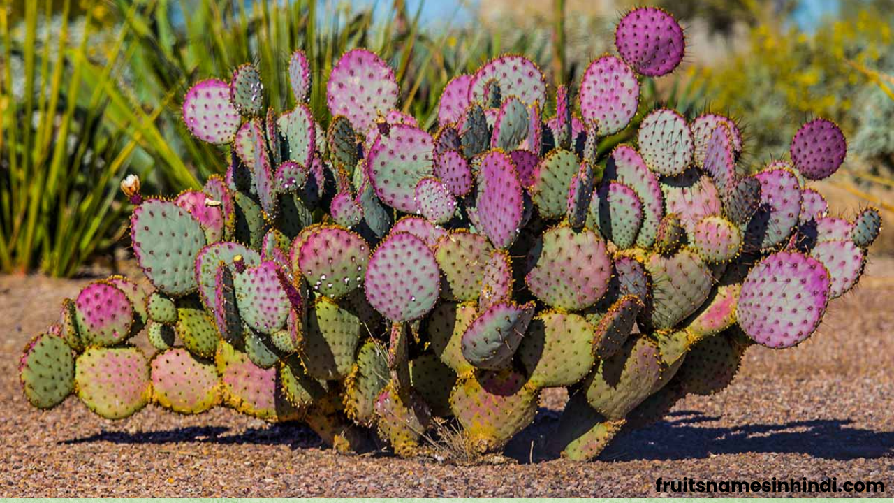 dragon fruit cactus plant